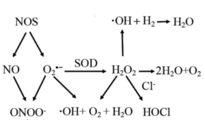 ROS H2O2 superoxide
