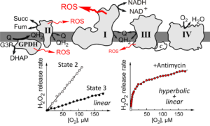 mitochondrial ROS oxygen
